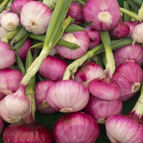 Bunching Onion, Purple