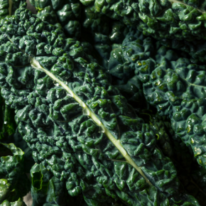 Kale, Tuscan Green