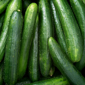Cucumber, Long English