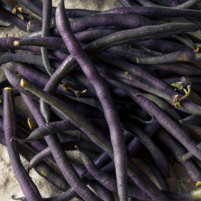 Beans, String - Purple