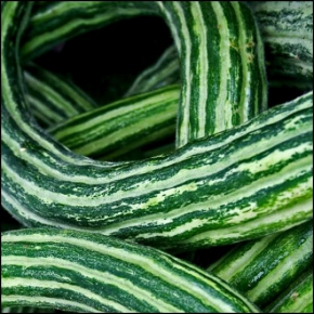 Cucumber, Striped Armenian
